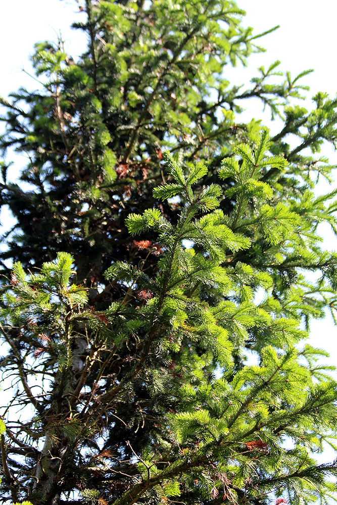 Tinh dầu Linh sam Siberia (kim) (Abies sibirica) — minh hoạ thực vật