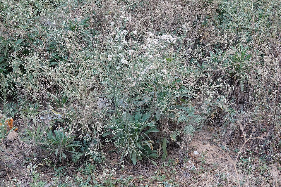 Tinh dầu Cúc rận (Conyza canadensis) — minh hoạ thực vật