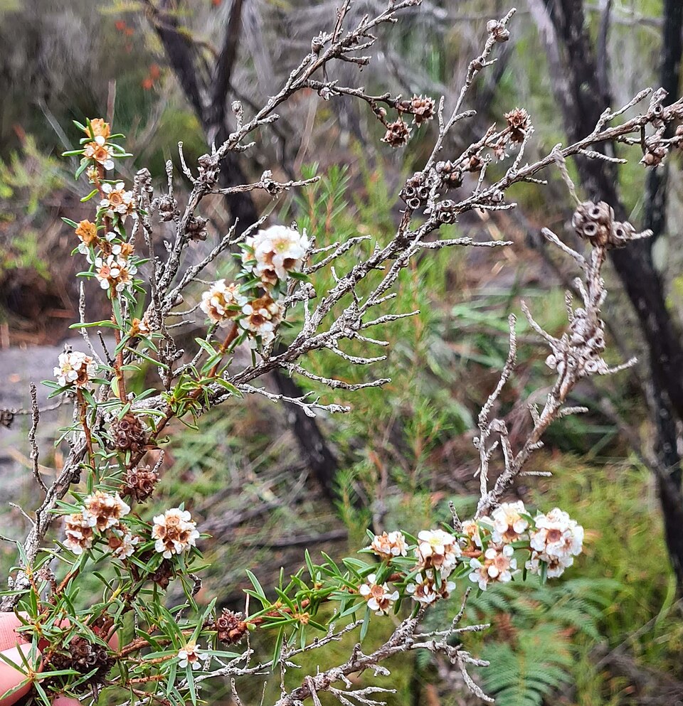 Tinh dầu Fragonia (Agonis fragrans) — minh hoạ thực vật