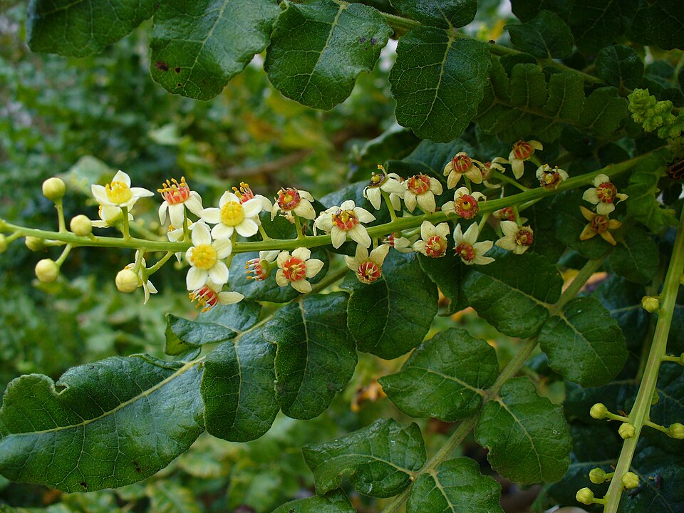 Tinh dầu Nhũ hương (Boswellia spp.) — minh hoạ thực vật