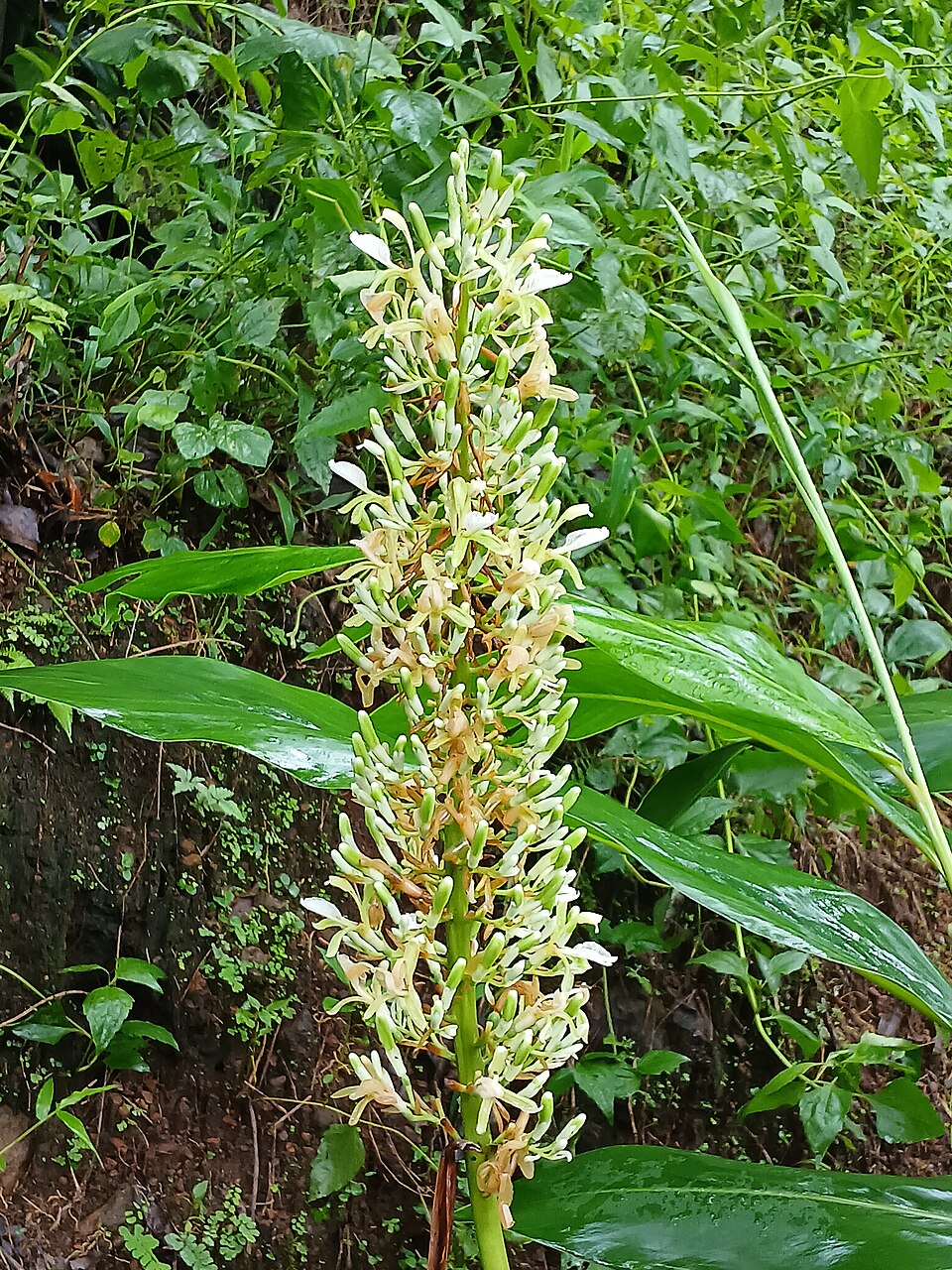 Tinh dầu Riềng nếp (Alpinia galanga) — minh hoạ thực vật