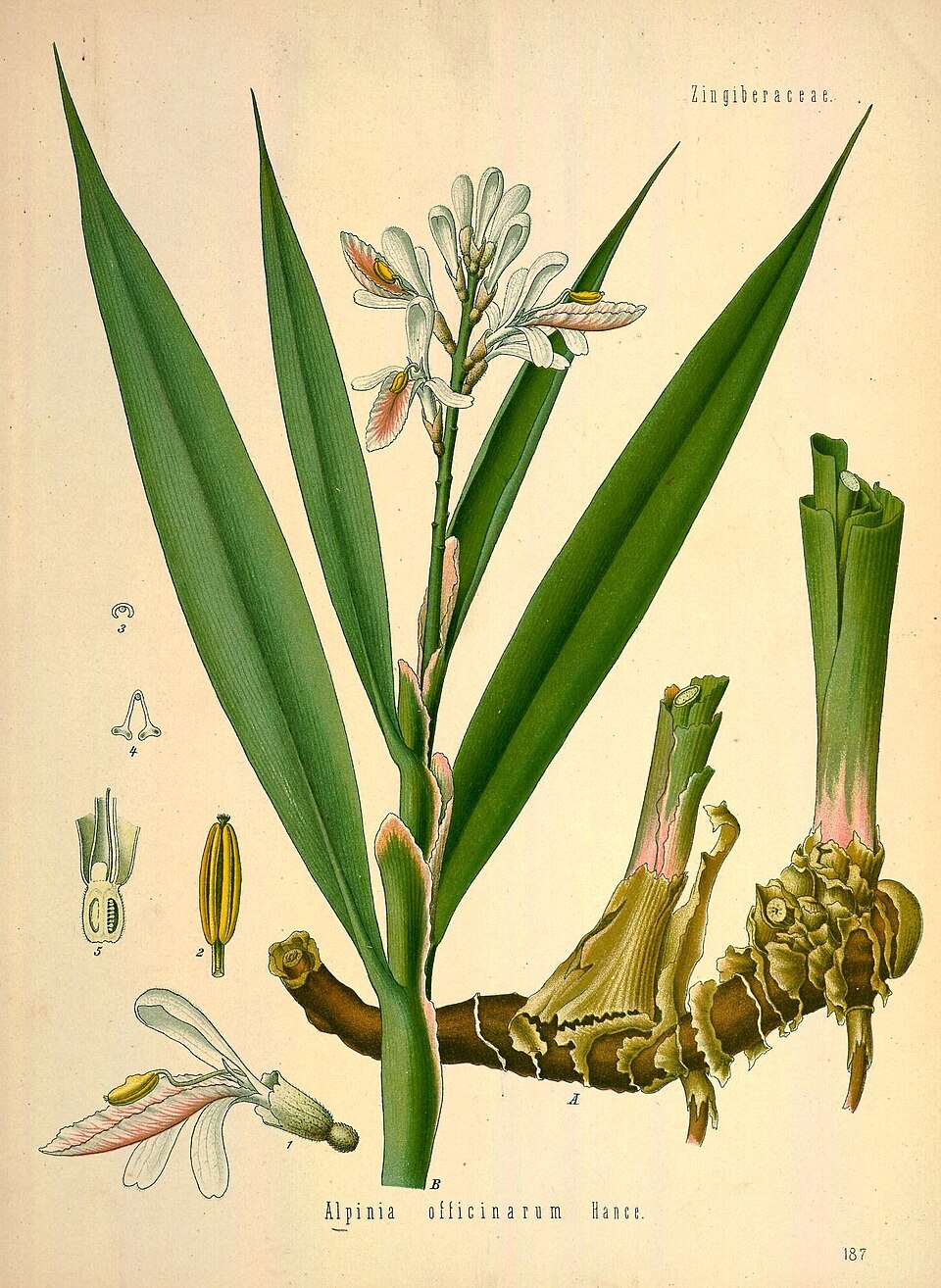 Tinh dầu Riềng tẻ (Alpinia officinarum) — minh hoạ thực vật