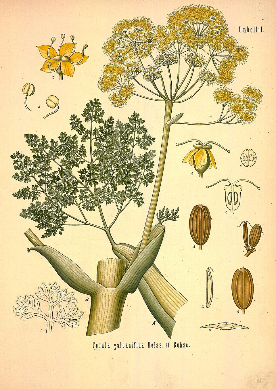 Tinh dầu Galbanum (Ferula galbaniflua) — minh hoạ thực vật