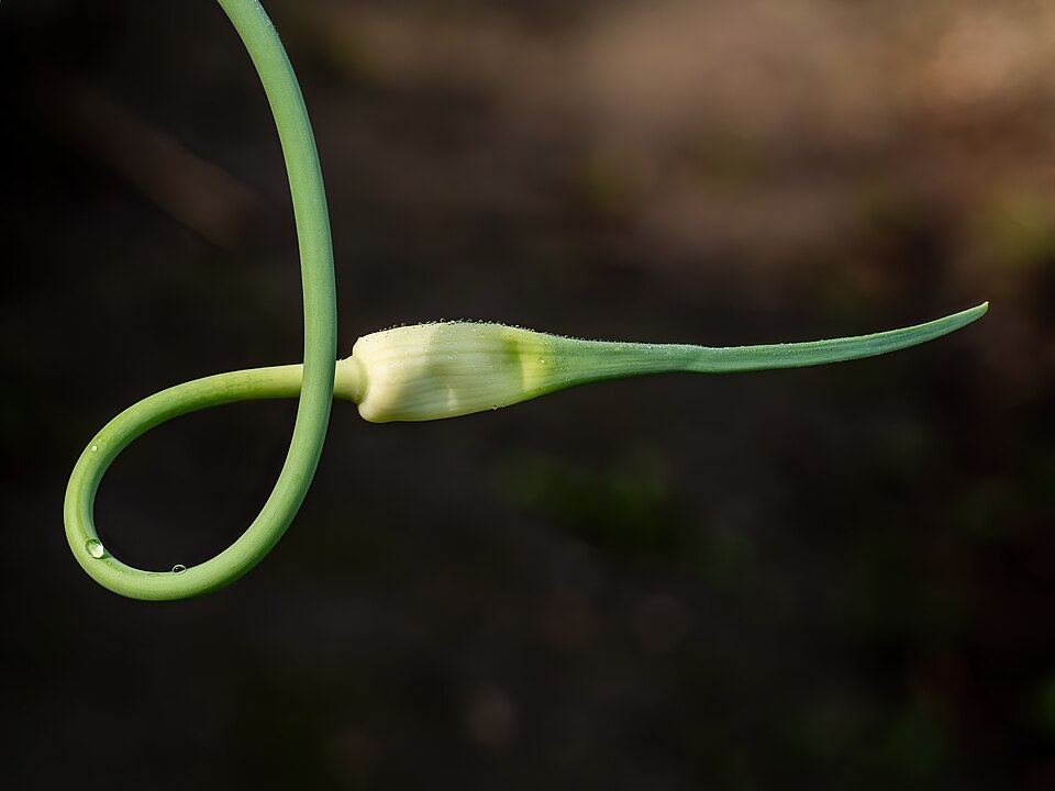 Tinh dầu Tỏi (Allium sativum) — minh hoạ thực vật