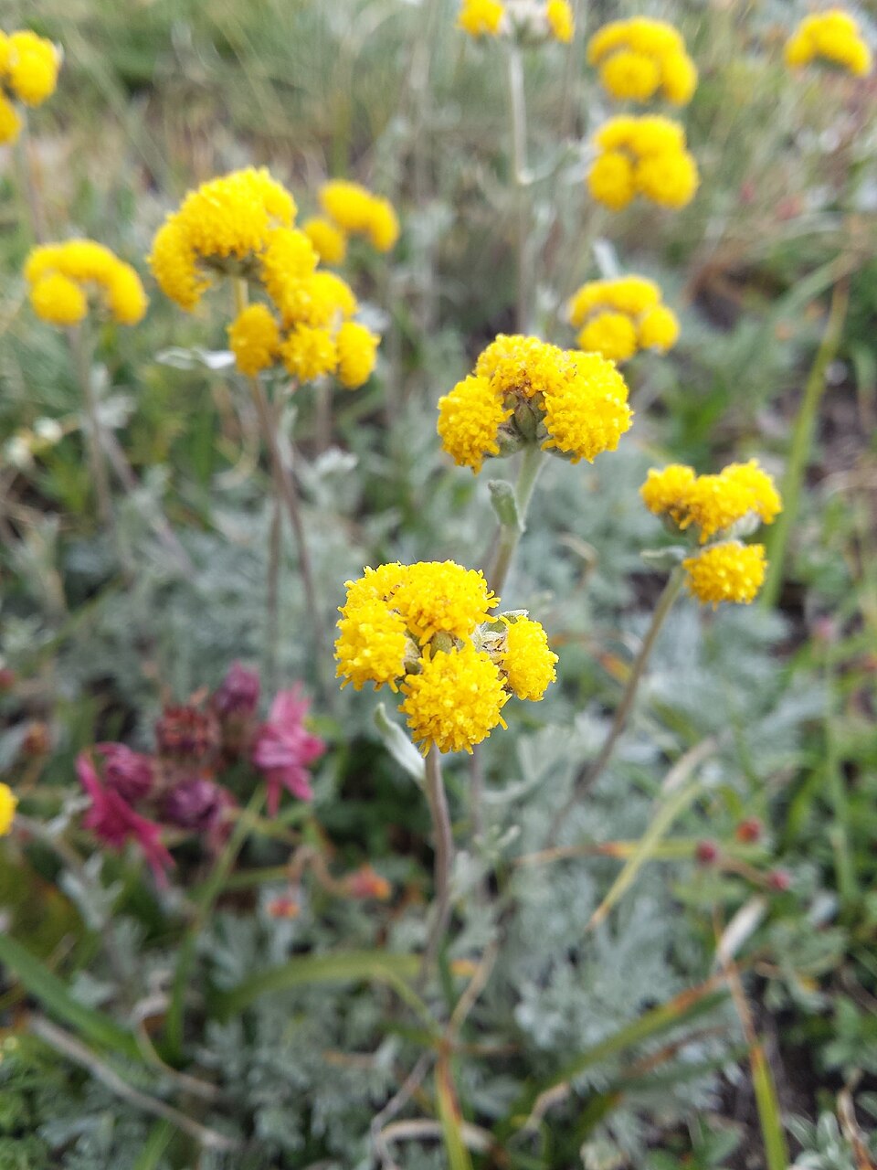Tinh dầu Cỏ Genipi (Artemisia genepi) — minh hoạ thực vật