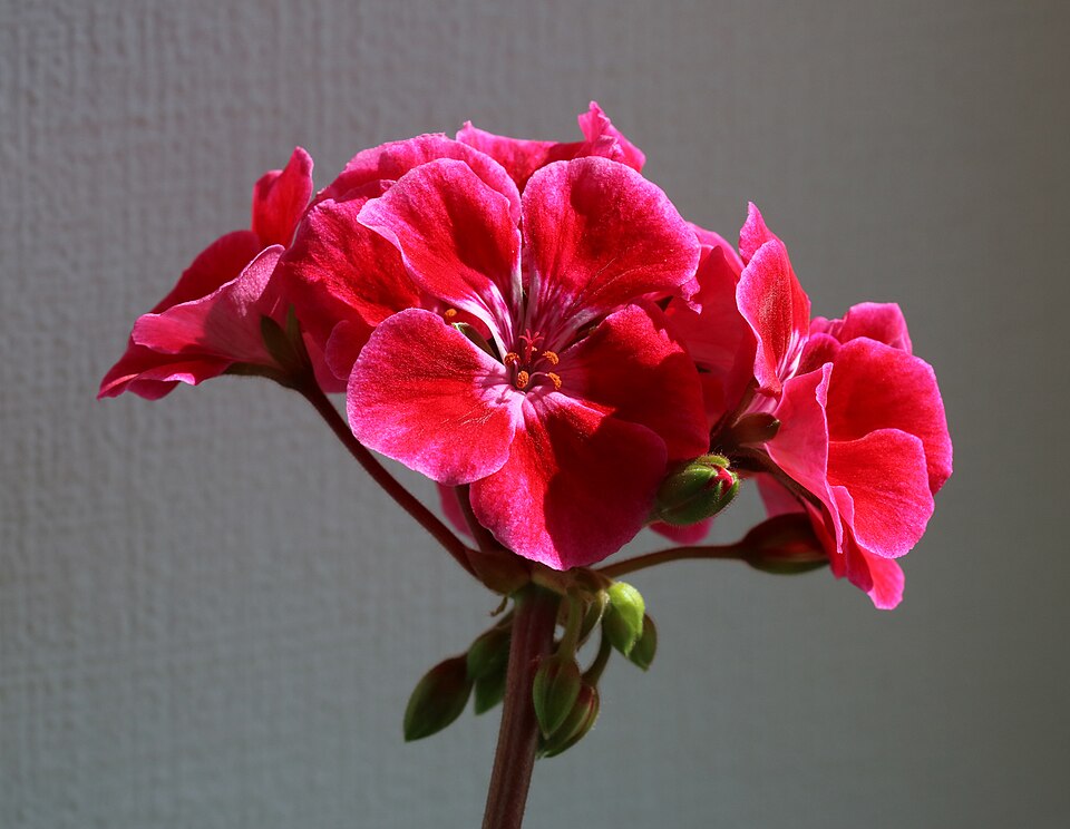 Tinh dầu Phong lữ (Pelargonium × asperum) — minh hoạ thực vật