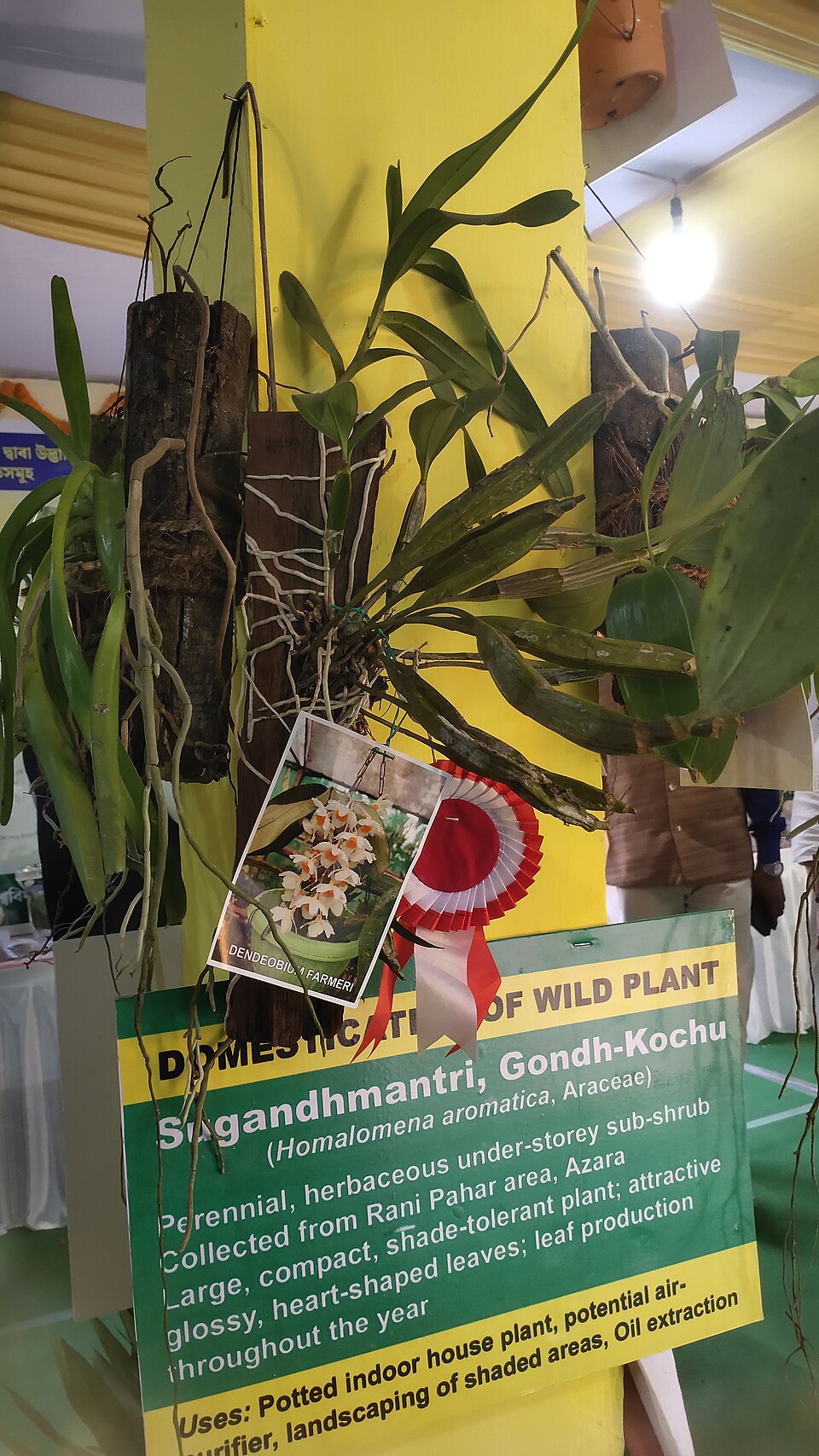 Tinh dầu Rễ Ghandi (Homalomena) (Homalomena aromatica) — minh hoạ thực vật