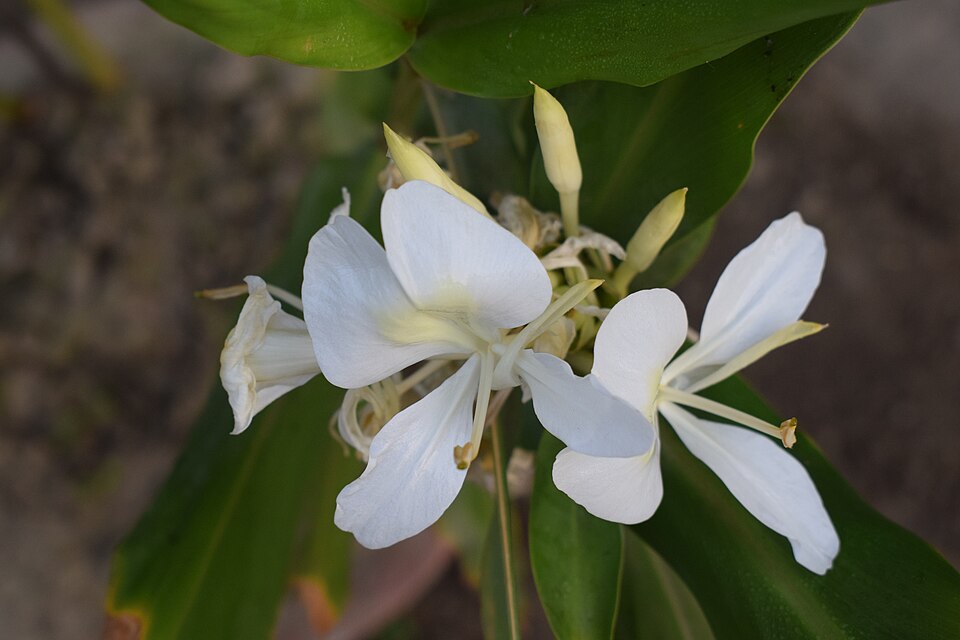 Tinh dầu Bạch đậu (Hedychium coronarium) — minh hoạ thực vật