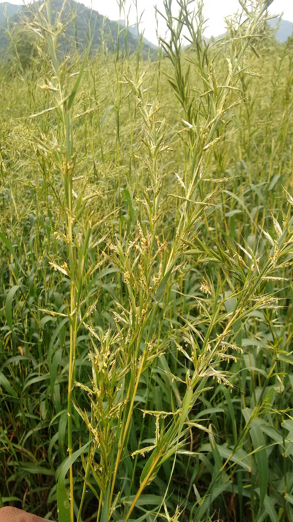 Tinh dầu Cỏ gừng (Cymbopogon martinii var. sofia) — minh hoạ thực vật