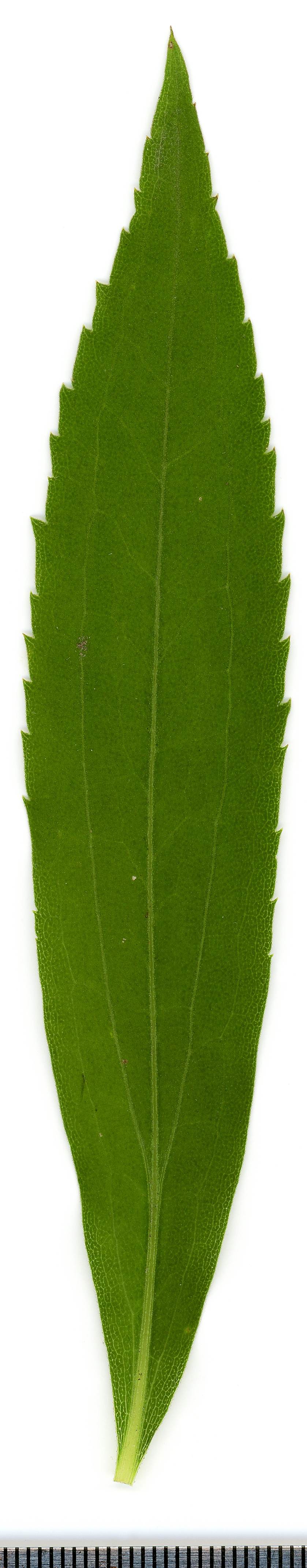 Tinh dầu Goldenrod (Solidago canadensis) — minh hoạ thực vật