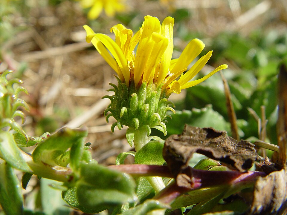 Tinh dầu Grindelia (Grindelia oregana) — minh hoạ thực vật