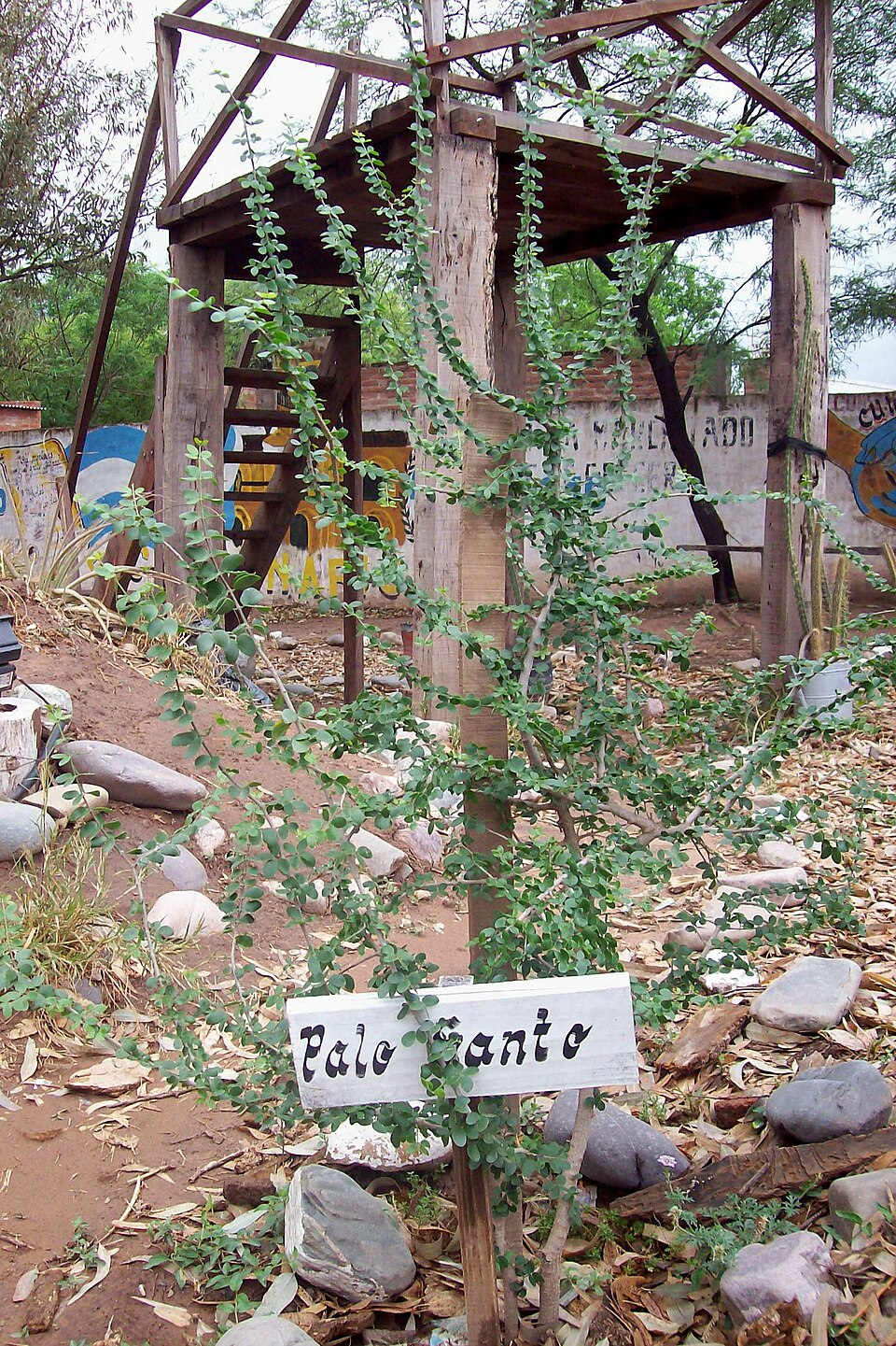 Tinh dầu Gỗ Guaiac (Bulnesia sarmientoi) — minh hoạ thực vật