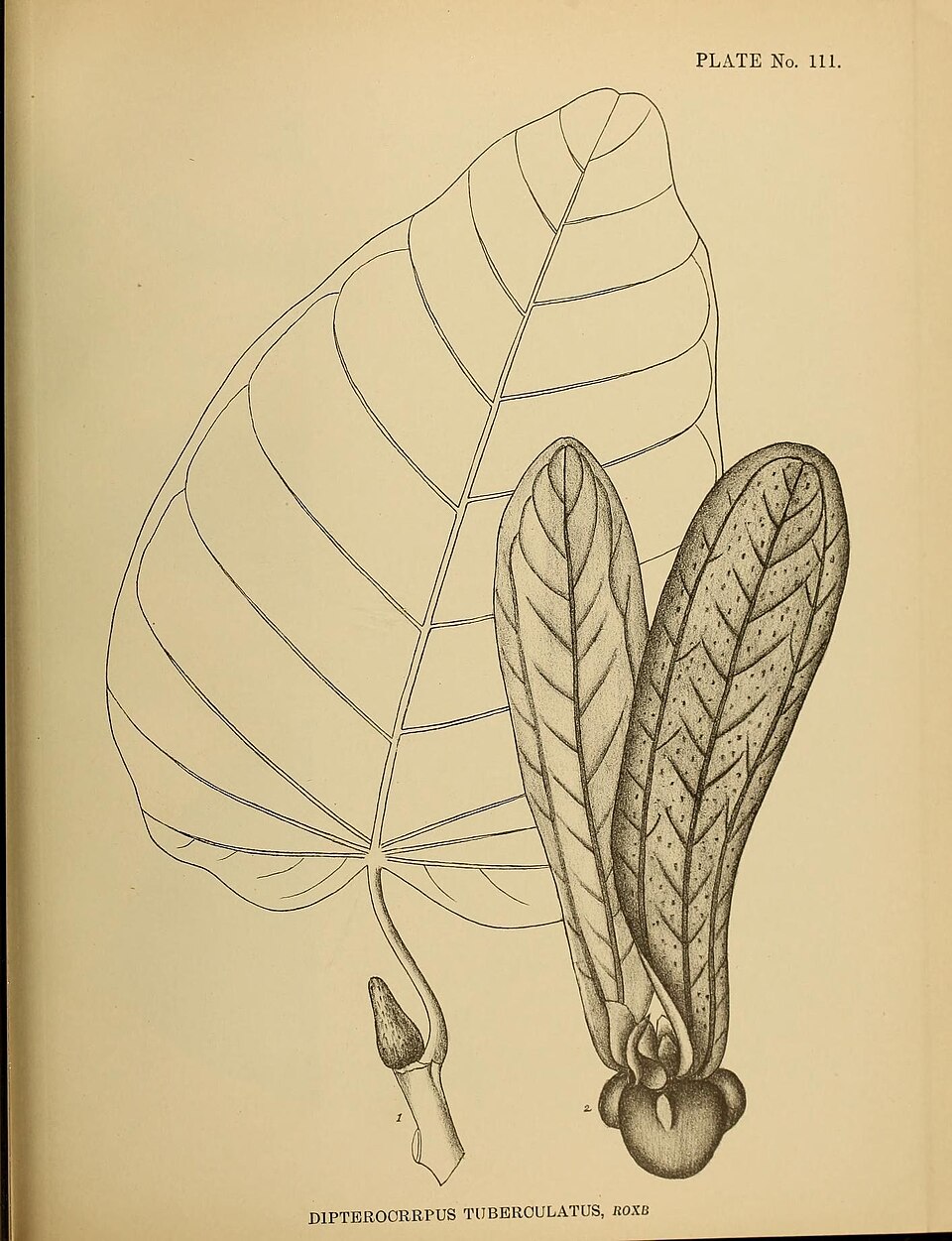 Tinh dầu Gurjun (Dipterocarpus tuberculatus, Dipterocarpus turbinatus) — minh hoạ thực vật