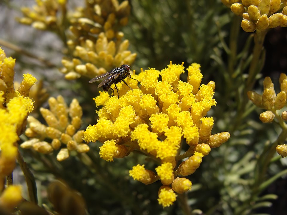 Tinh dầu Hoa bất tử (Helichrysum italicum) — minh hoạ thực vật
