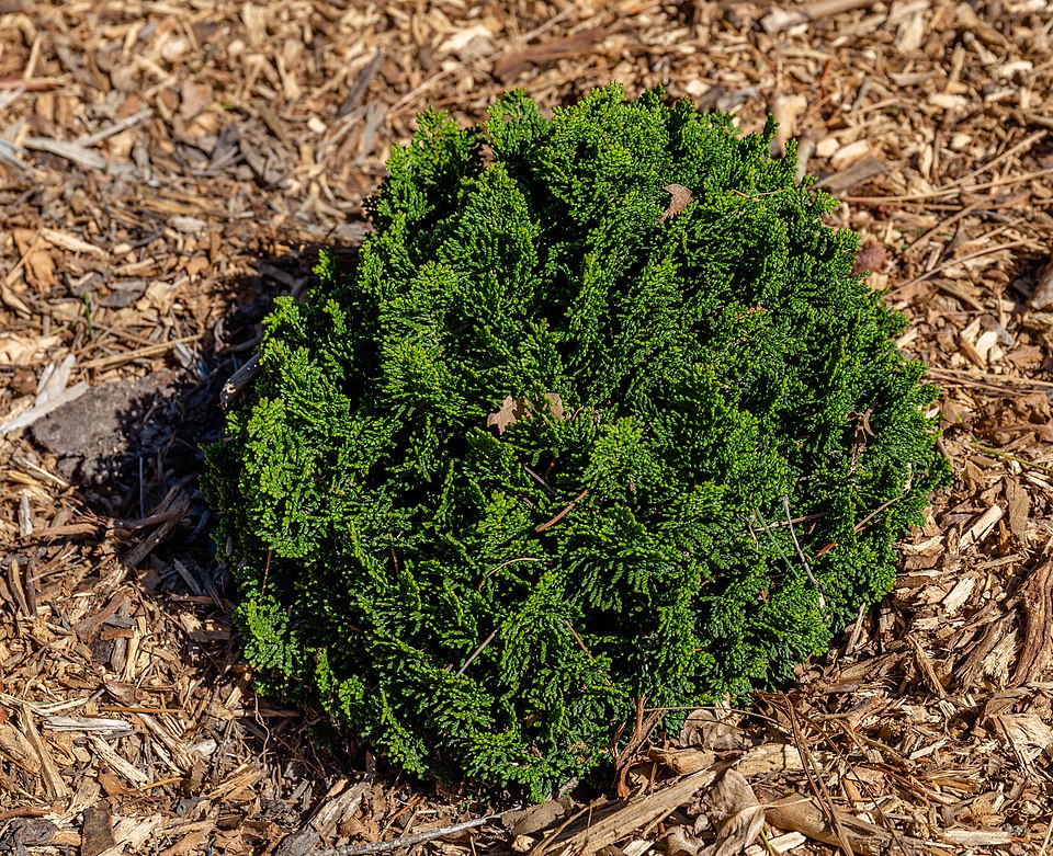 Tinh dầu Hinoki (rễ) (Chamaecyparis obtusa var. obtusa) — minh hoạ thực vật