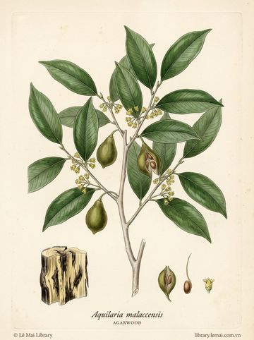 Aquilaria malaccensis