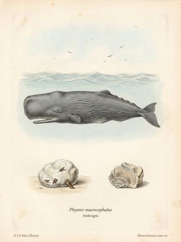 Physeter macrocephalus