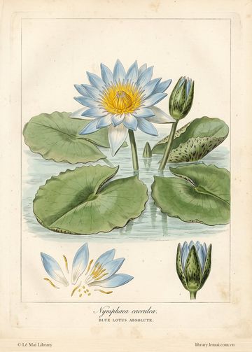 Nymphaea nouchali var. caerulea
