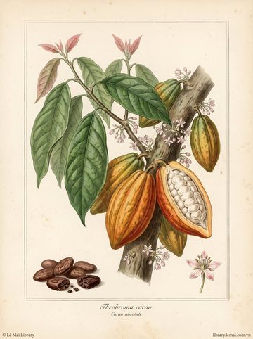 Theobroma cacao