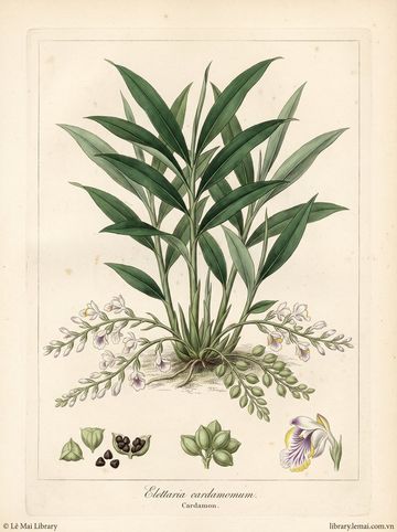Elettaria cardamomum