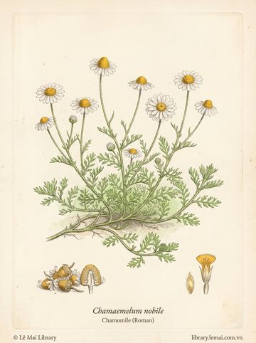 Chamaemelum nobile