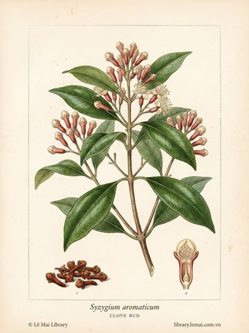 Syzygium aromaticum