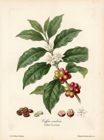 Coffea arabica