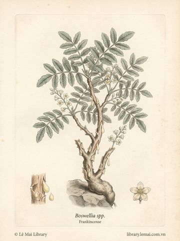 Boswellia spp.