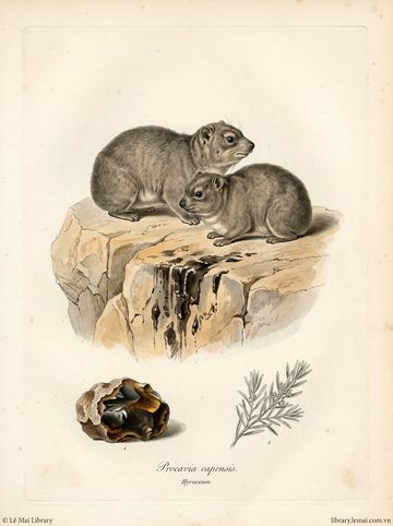 Procavia capensis