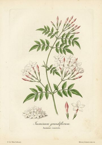 Jasminum grandiflorum
