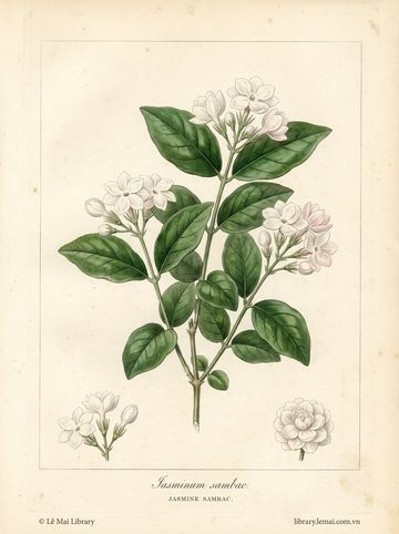 Jasminum sambac