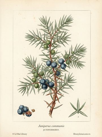 Juniperus communis
