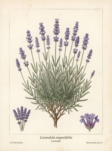 Lavandula angustifolia