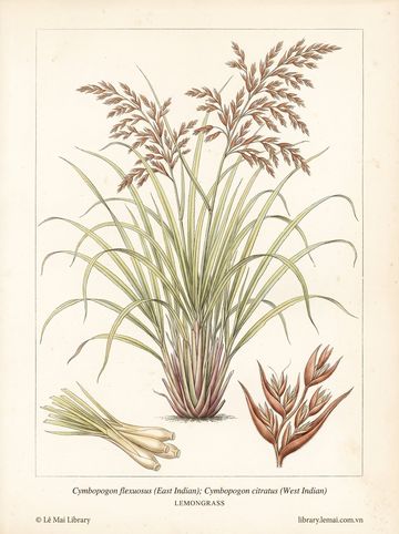 Cymbopogon flexuosus; Cymbopogon citratus