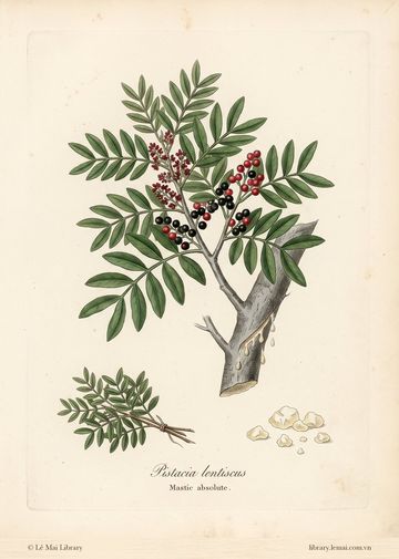 Pistacia lentiscus