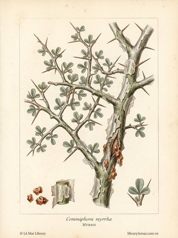 Commiphora myrrha