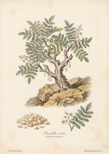 Boswellia sacra
