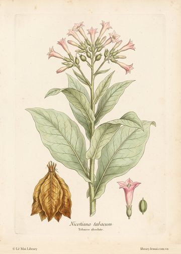 Nicotiana tabacum