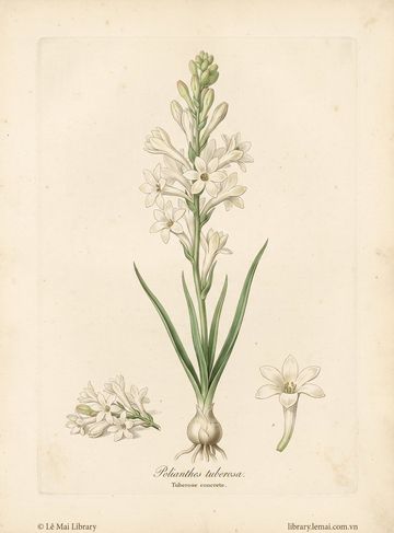 Polianthes tuberosa