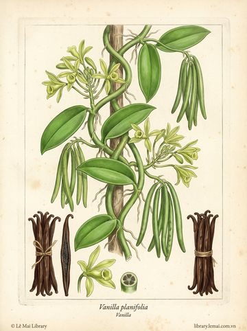 Vanilla planifolia