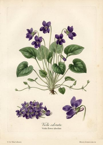 Viola odorata L.