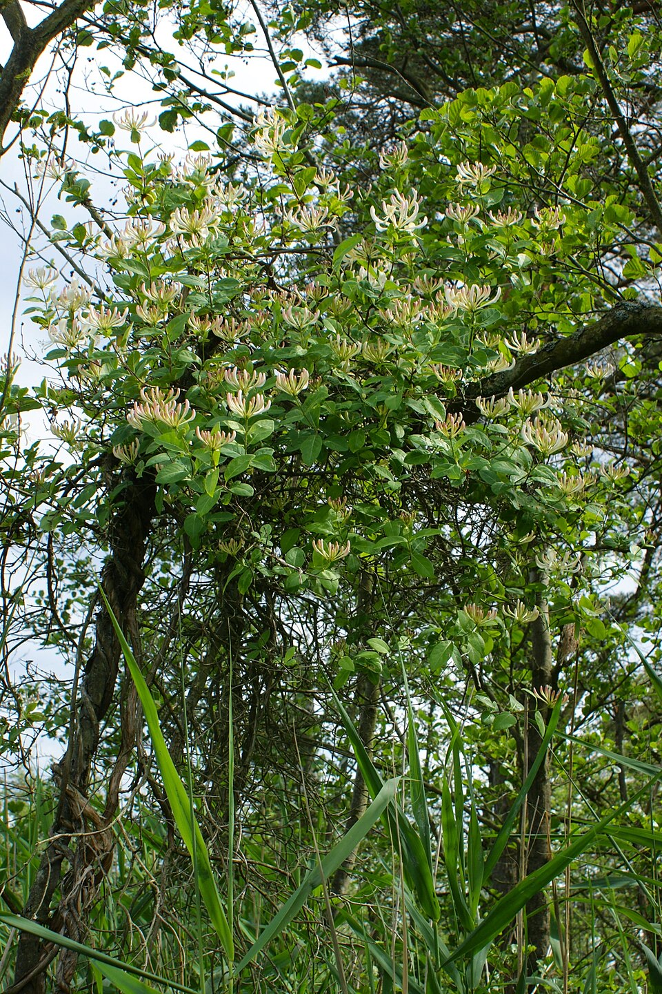Tinh dầu Kim ngân (Lonicera periclymenum, Lonicera caprifolium) — minh hoạ thực vật