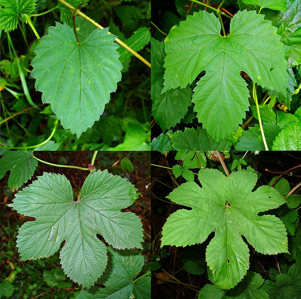 Tinh dầu Hoa bia (Hops) (Humulus lupulus) — minh hoạ thực vật