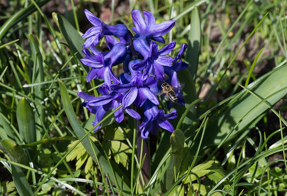 Tinh dầu Lan dạ hương (Hyacinthus orientalis) — minh hoạ thực vật