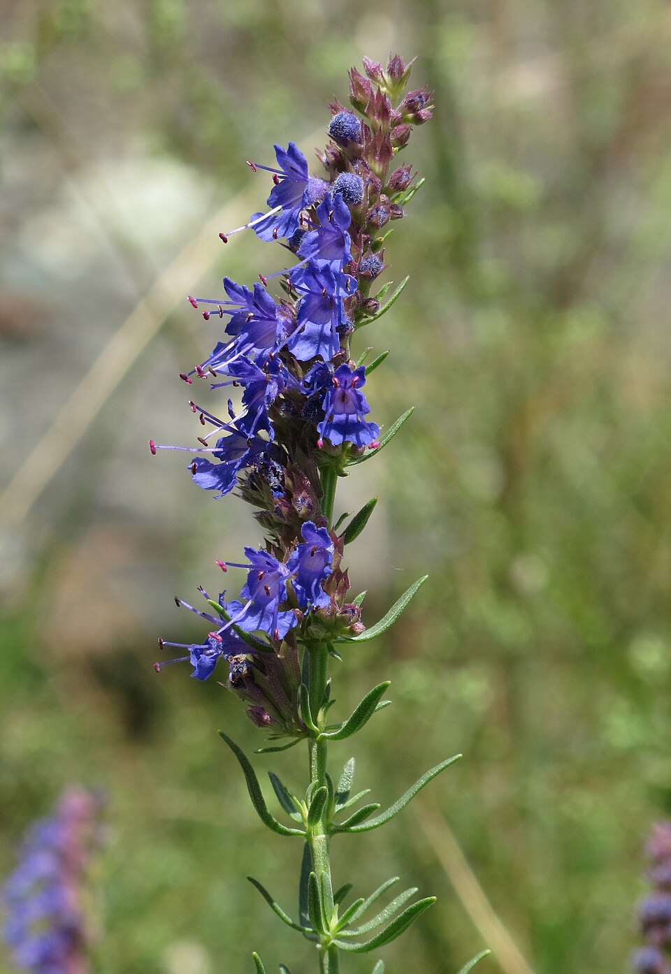 Tinh dầu Bài hương (CT linalool) (Hyssopus officinalis var. decumbens) — minh hoạ thực vật