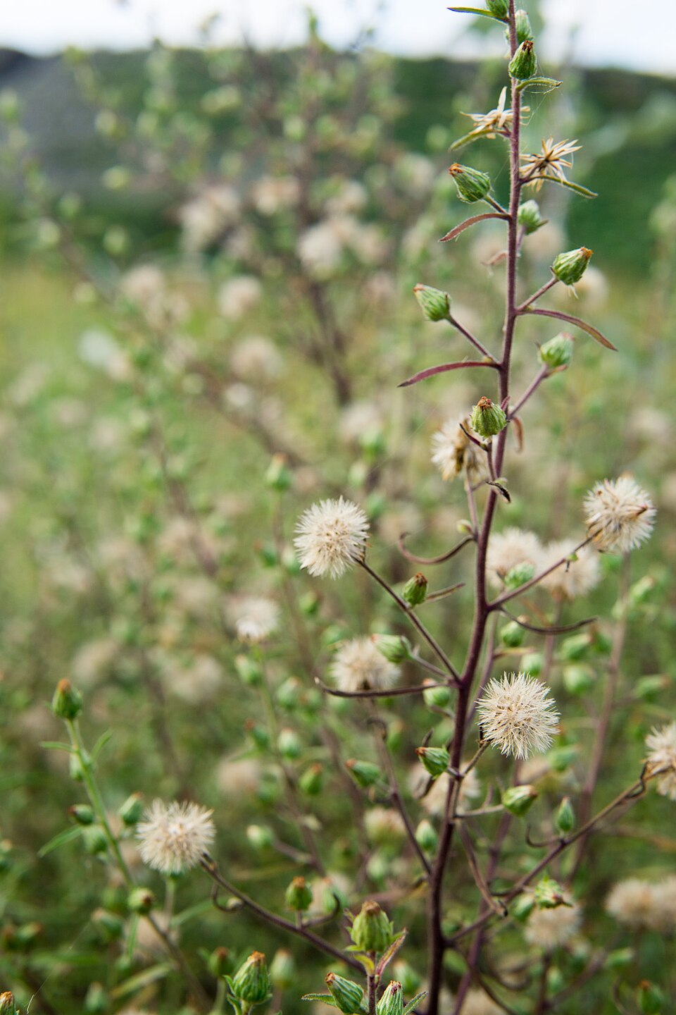 Tinh dầu Mộc lan đại (Dittrichia graveolens) — minh hoạ thực vật