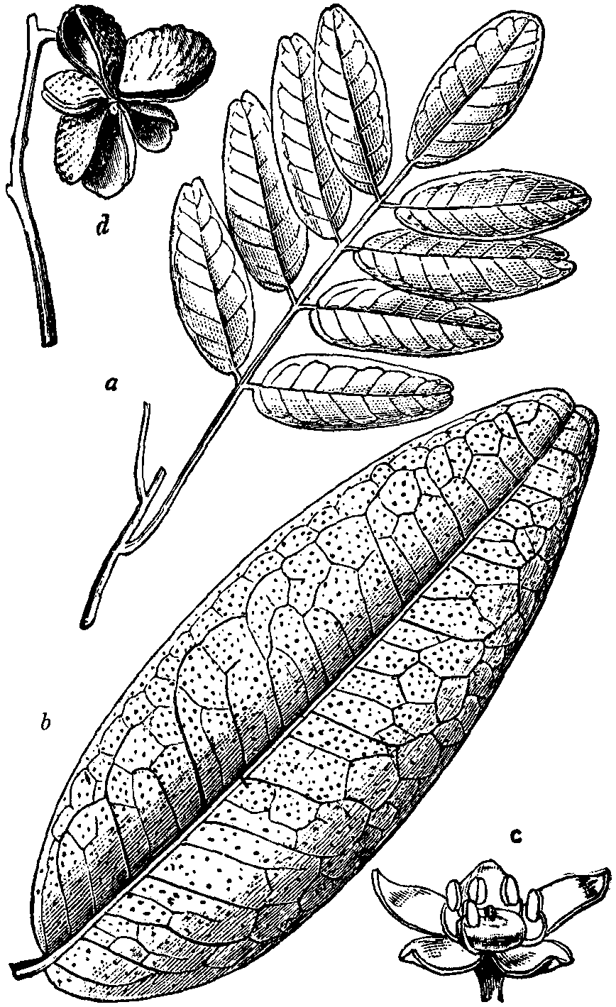 Tinh dầu Jaborandi (Pilocarpus) (Pilocarpus jaborandi, Pilocarpus microphyllus) — minh hoạ thực vật