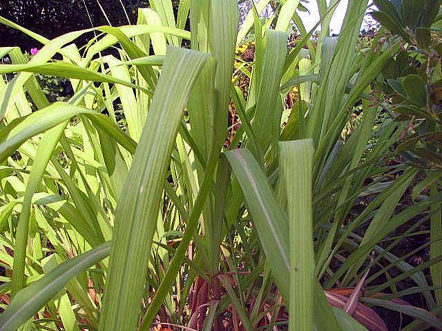 Tinh dầu Jamrosa (Cymbopogon nardus var. confertiflorus × Cymbopogon jawarancusa) — minh hoạ thực vật