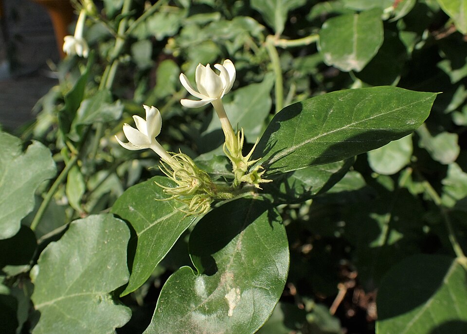 Tinh dầu Hoa lài Sambac (Jasminum sambac) — minh hoạ thực vật