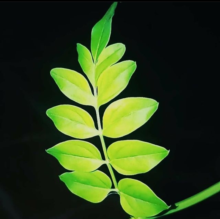 Tinh dầu Hoa nhài (Jasminum grandiflorum) — minh hoạ thực vật
